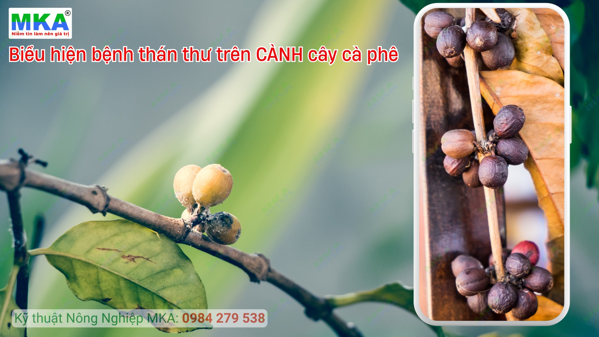 Triệu chứng thán thư trên cành cây cà phê